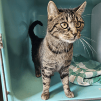 VALERIANE C, chatte à adopter