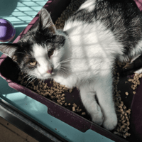 SPOOKY C, chat à adopter