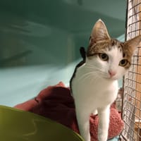 COQUELICOT CTTE, chatte à adopter