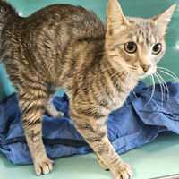 NIMUE C, chatte à adopter