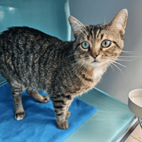 PENTACLE C, chat à adopter