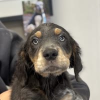 POULPO, chien à adopter