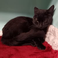 FILOU CT, chat à adopter