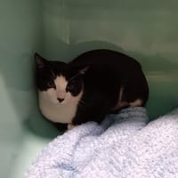 FELIX CT, chat à adopter