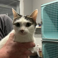 MISTIE, chatte à adopter