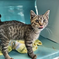 TILLEUL C, chat à adopter