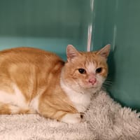 MAXOU CT, chat à adopter