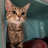 ATHENA, chatte à adopter