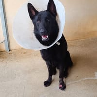 Darko, chien à adopter