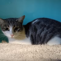 NALA CTTE, chatte à adopter