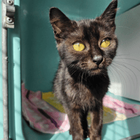EQUINOX C, chat à adopter