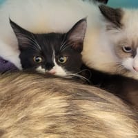 Pitichat, chatte à adopter