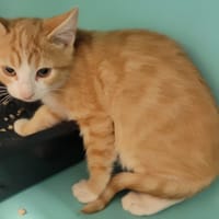 Pioupiou, chat à adopter