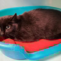 MIREILLE QCT, chatte à adopter