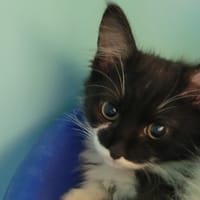 Piticactus, chatte à adopter