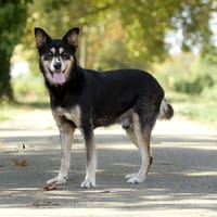 KIMBALOU, chien à adopter