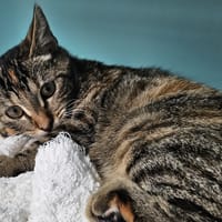 MANDRAGORE C, chatte à adopter