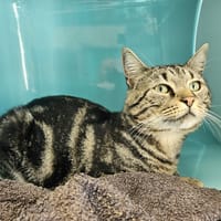 SAMHAIN C, chat à adopter