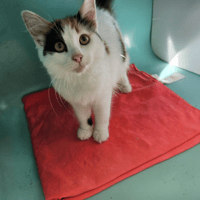 CERIDWEN C, chatte à adopter