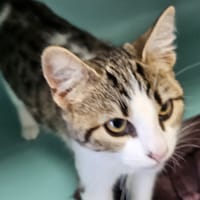 BELLADONE C, chatte à adopter