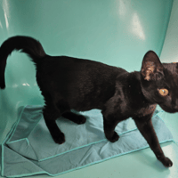 MINUIT C, chat à adopter