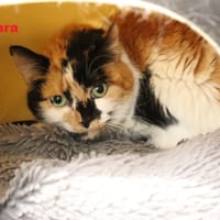 Kiara, chatte à adopter