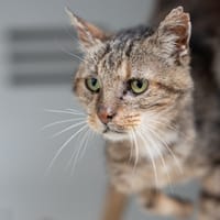 Odin, chat à adopter