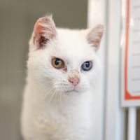 HONDA, chatte à adopter
