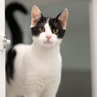 leviator, chat à adopter