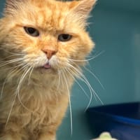 CHURROS, chat à adopter