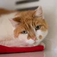 Isidor, chat à adopter