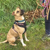 OLYMPE, chienne à adopter