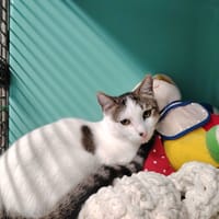 GIN, chatte à adopter