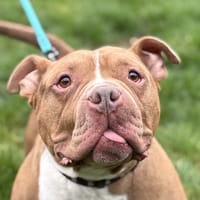 HONEY, chien à adopter