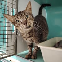 GARROS, chat à adopter