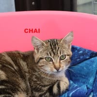 Chai, chatte à adopter
