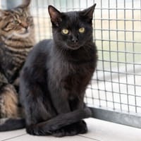 BRASSENS, chat à adopter