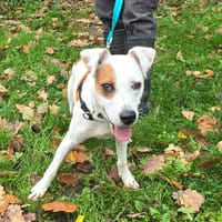 SPIKE, chien à adopter