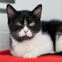 KAAS, chatte à adopter