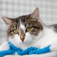 AQUARELLE, chatte à adopter