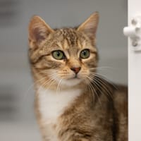 XS, chat à adopter