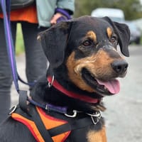 OSCAR, chien à adopter