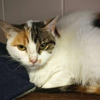 Fifi, chatte à adopter