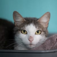 Gardenia, chatte à adopter