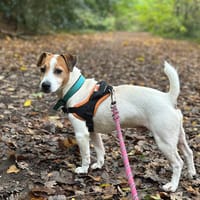 hunter, chien à adopter