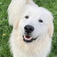 ALPHA, chien à adopter