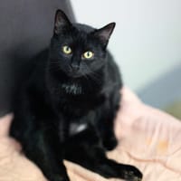 Bellatrix, chatte à adopter