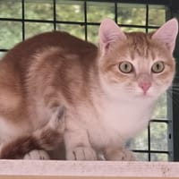 ANGELO, chat à adopter