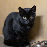 Rémus, chat à adopter