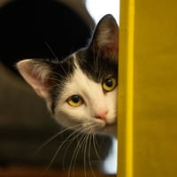 Verveine, chatte à adopter